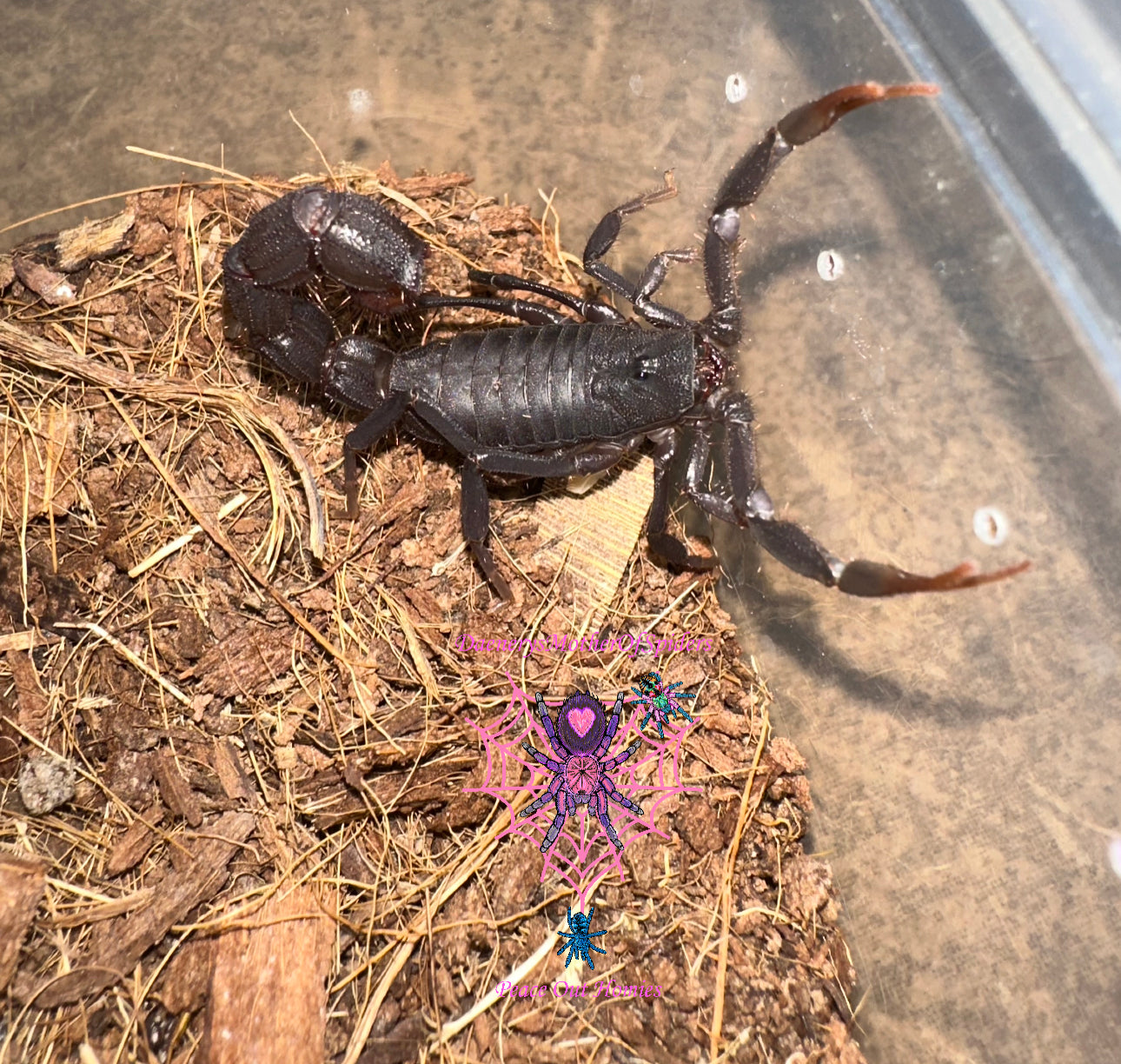 Parabuthus Transvaalicus