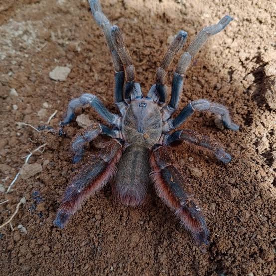 Citharognathus tongmianensis (Chinese Stout-leg Earth Tiger)
