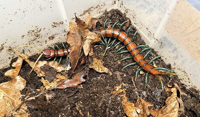 Scolopendra Mint Leg
