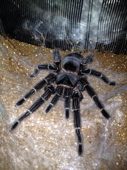 Lasiodora Parahybana (Brazilian salmon pink bird-eater)