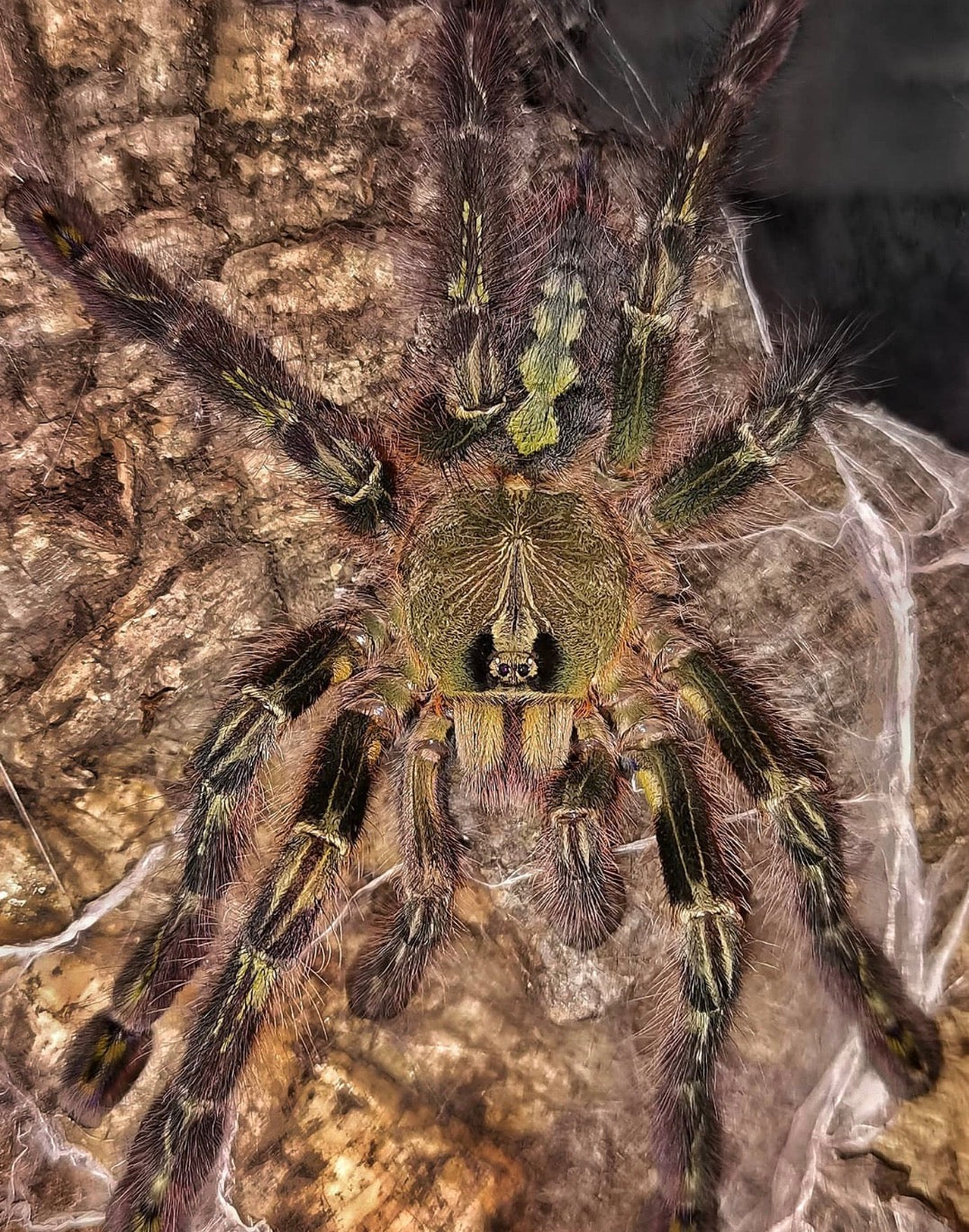 Poecilotheria Rufilata (Red-Slate Ornamental)
