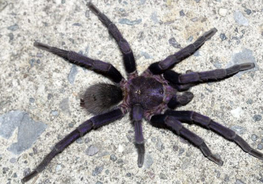 Theraphosinae sp Roatan (Roatan Island Purple Tarantula)