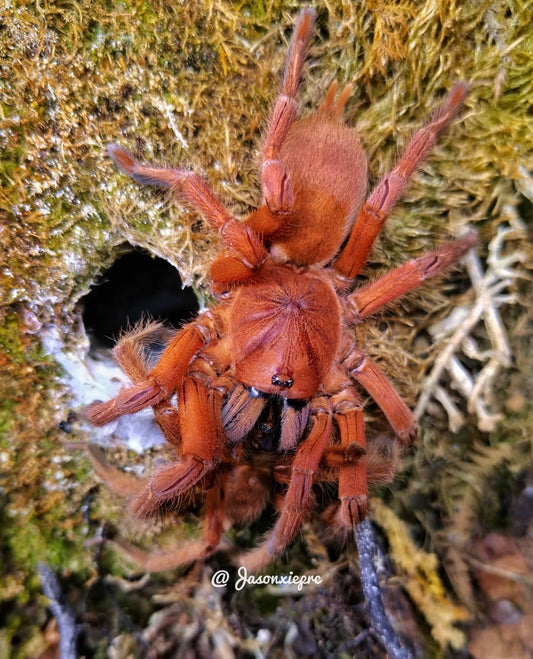 Selenobrachys philippinus (Philippine Orange)