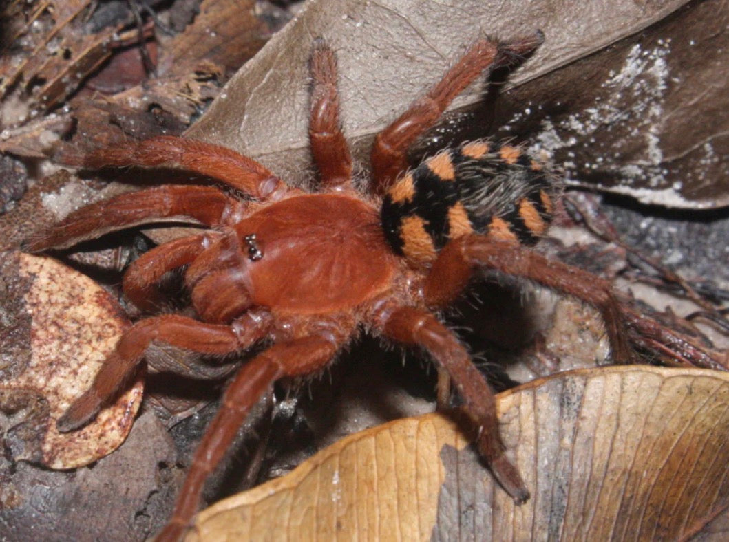 Devicarina guidonae