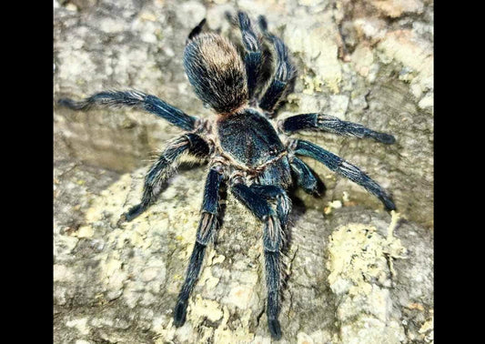 Thrixopelma cyaneolum 'Blue'