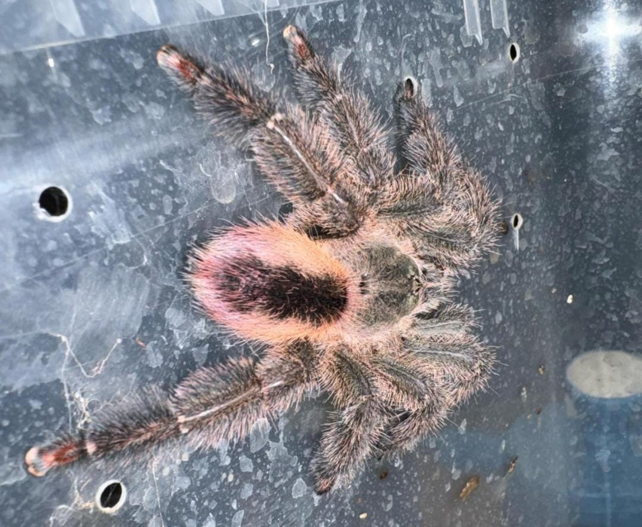 Iridopelma Rosa