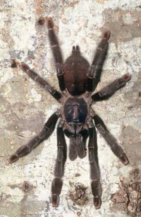 Amazoniuss burgessi (Ghost Tree Spider)