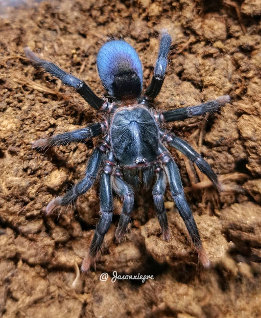 Sahydroaraneus Raja (indian Bue Dwarf)