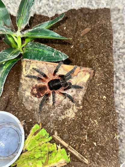 Davus sp. Panama (Lava Tarantula)