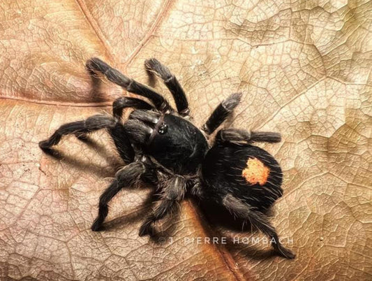 Cyriocosmus sp. Oronegro