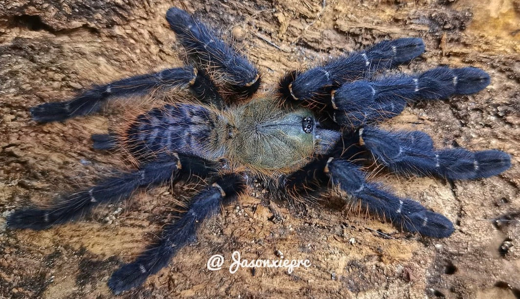Cyriopagopus sp. Sumatran Tiger ( Sumatran Earth Tiger)