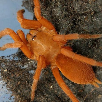 Orphnaecus philippinus (Philippine Orange)