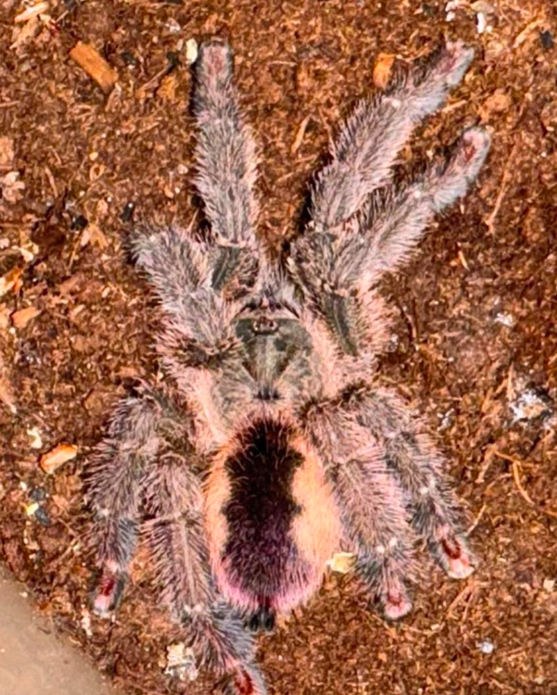 Iridopelma Rosa
