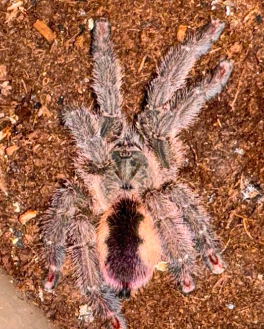 Iridopelma Rosa