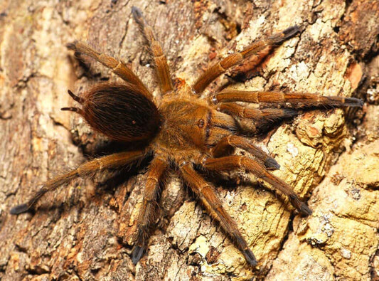 Pseudhapalopus sp. Gitan
