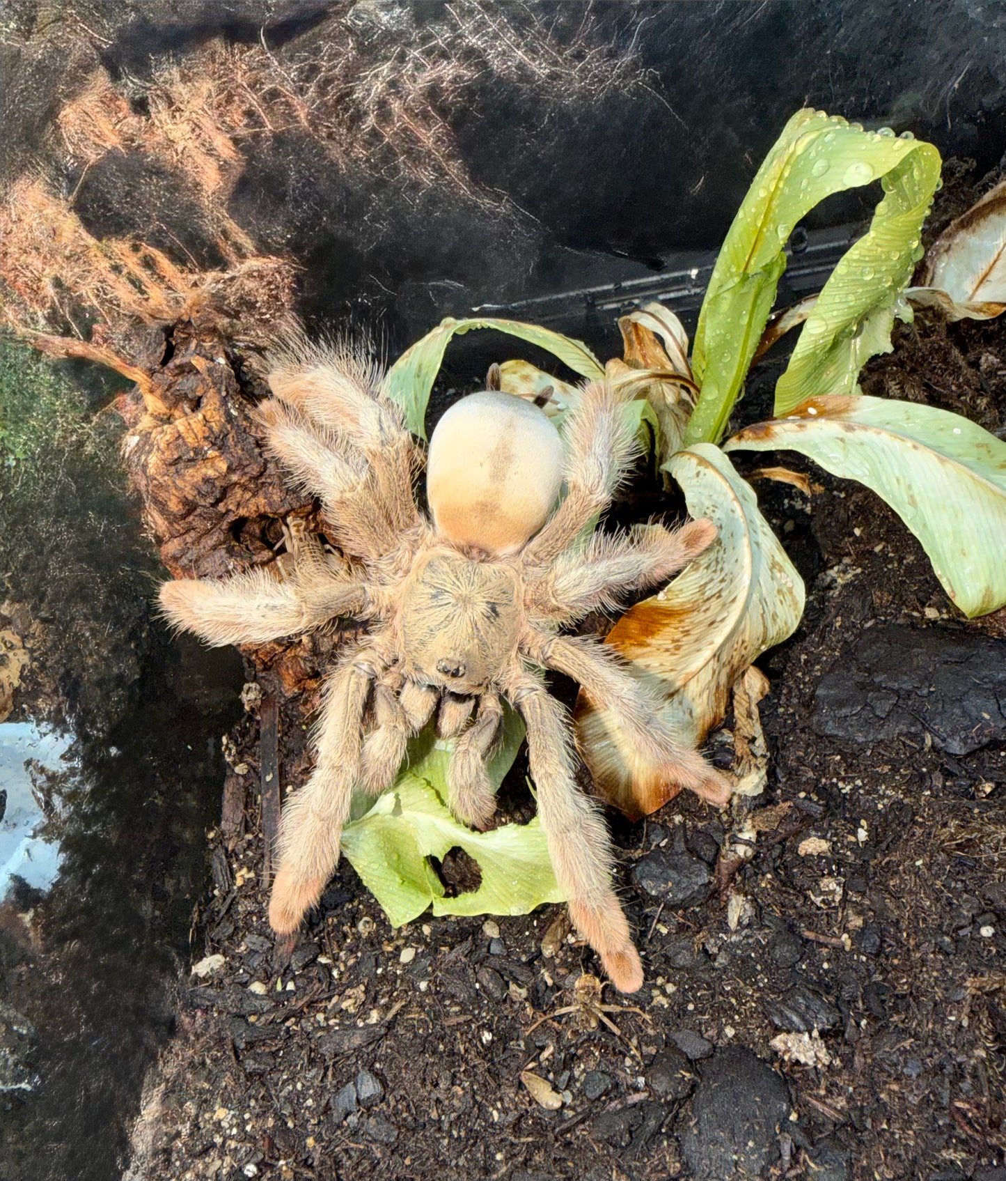 Psalmopoeus Pulcher (Panama Blonde)