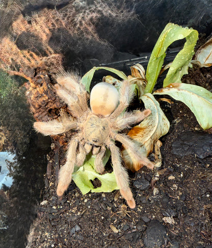 Psalmopoeus Pulcher (Panama Blonde)