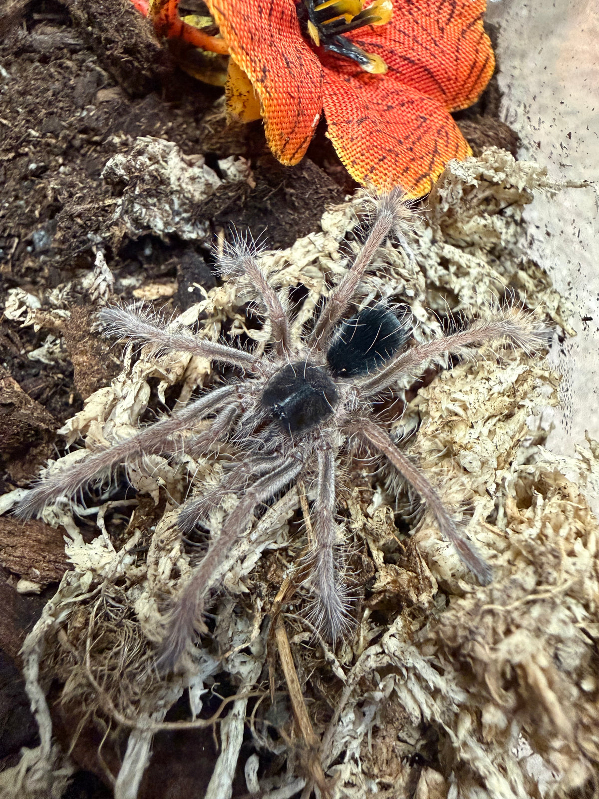 Megaphobema sp White