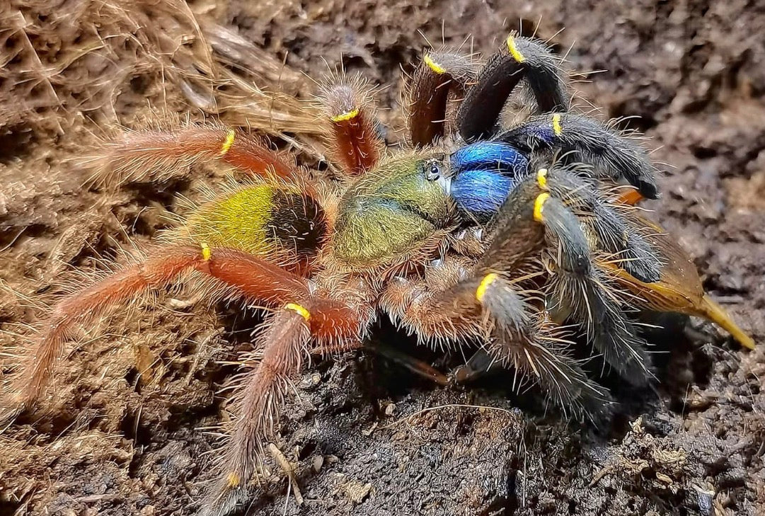Ephebopus Cyanognathus (Blue Fang Tarantula)