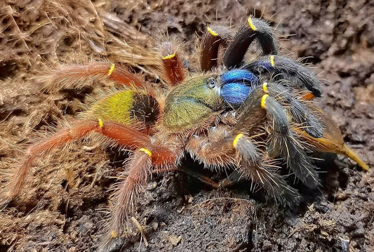 Ephebopus Cyanognathus (Blue Fang Tarantula)