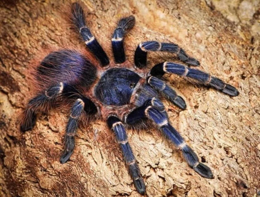 Nhandu Cerradensis