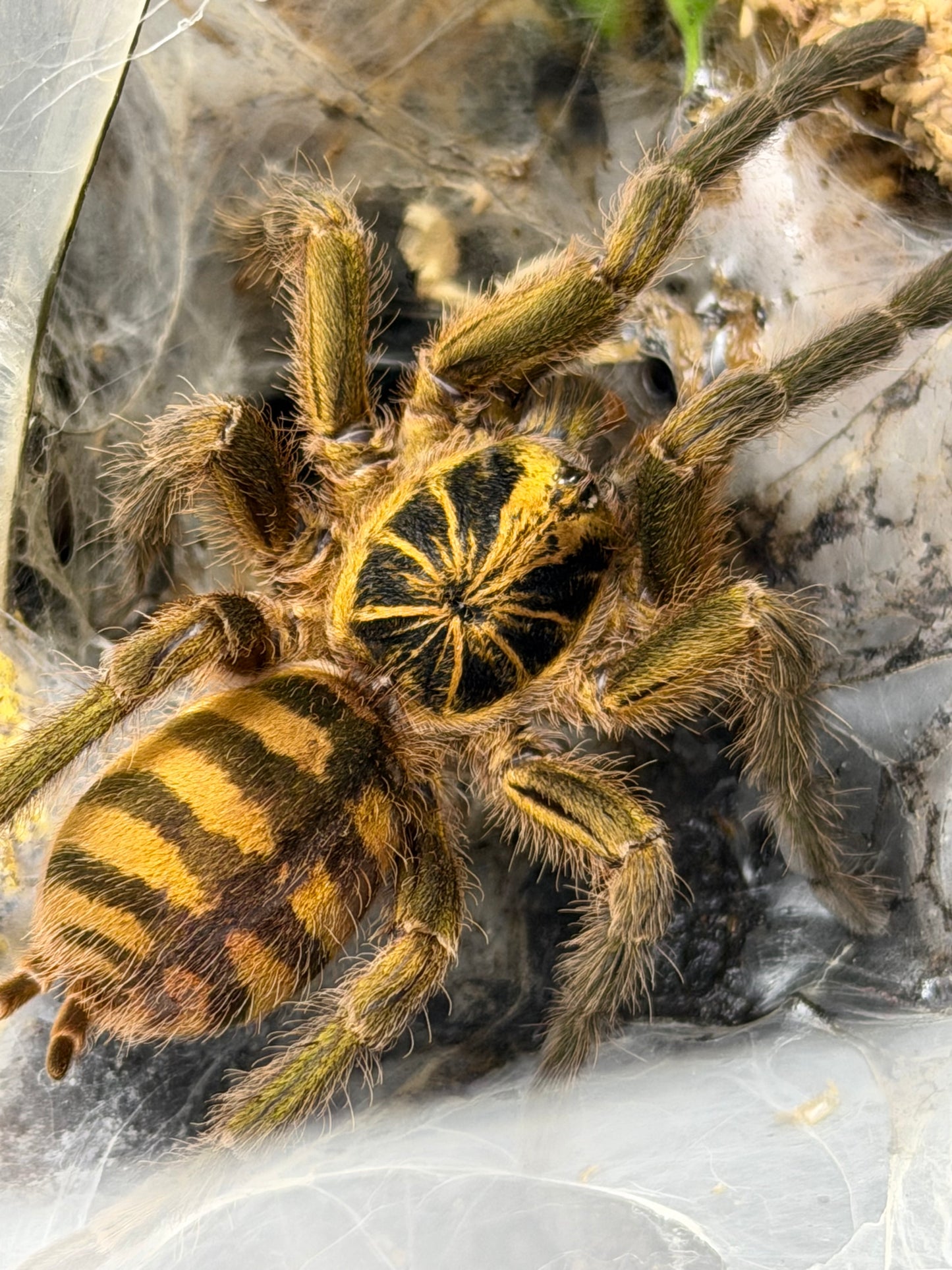 Neoholothele Fasciaaurinigra (The Bumble Bee)