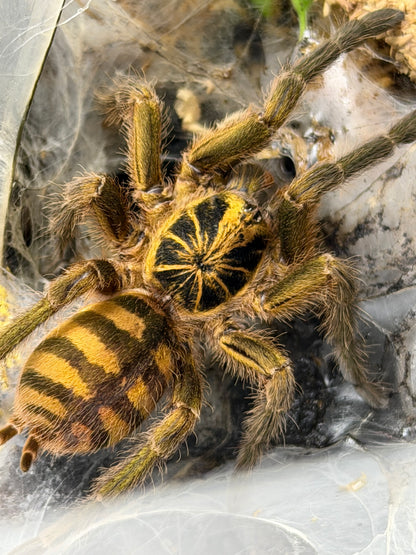Neoholothele Fasciaaurinigra (The Bumble Bee)