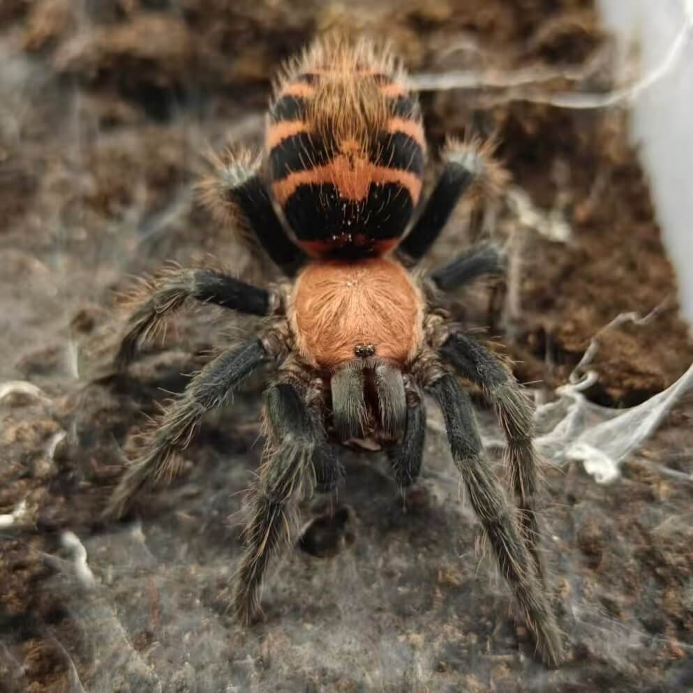 Davus fasciatus (Costa Rican Tiger Rump)