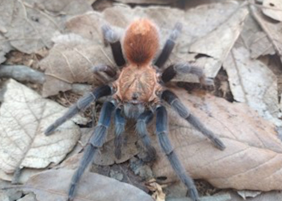 Bonnetina papalutlensis (Guerreran Blue Femur)