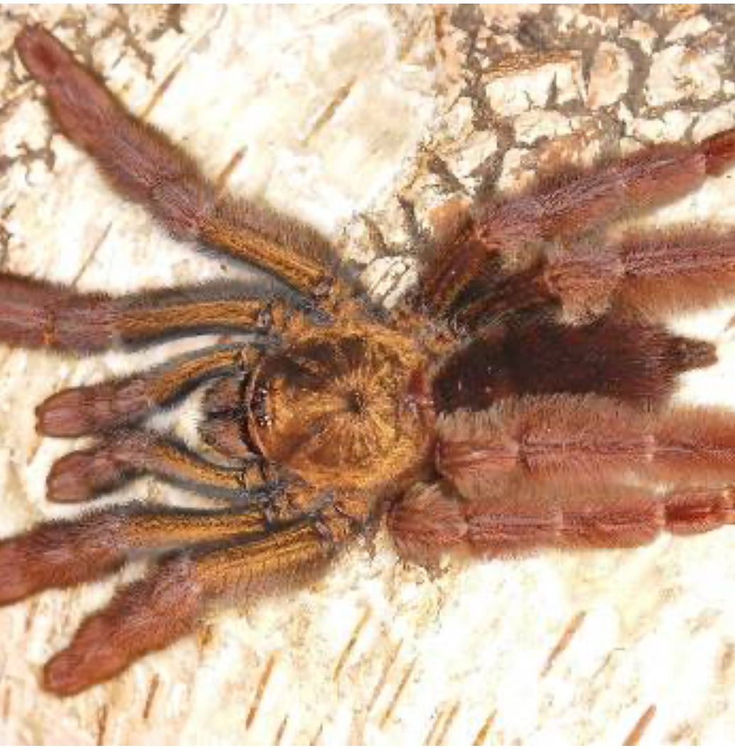 Psalmopoeus ecclesiasticus (Ecuador Olive-grey Tree Spider)