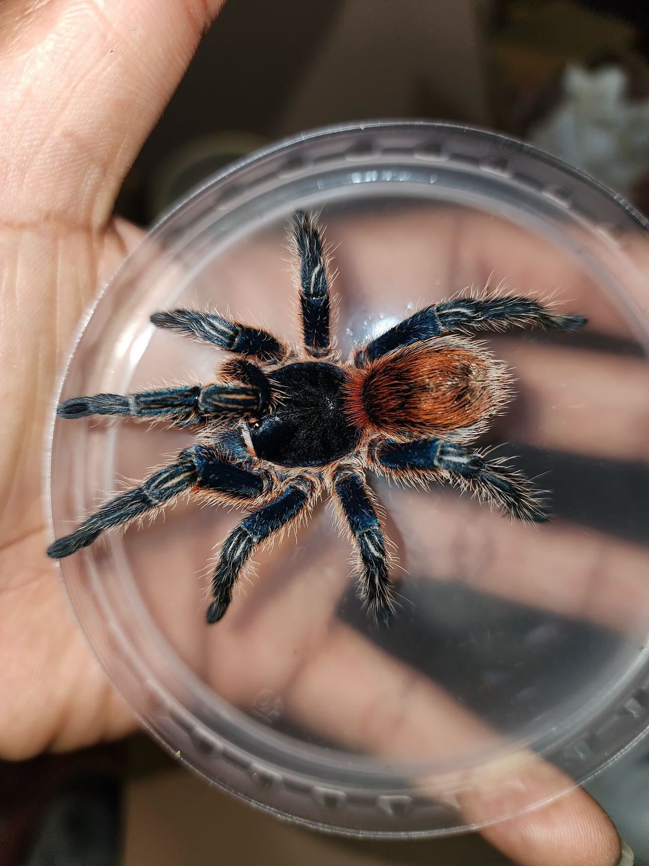 Peruvian Red Rump Thrixopelma cyaneolum 'Red' (Cobalt Red Rump) – Daenerys MotherOfSpiders