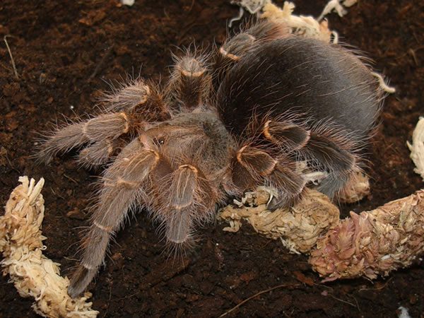 Eupalaestrus weijenberghi