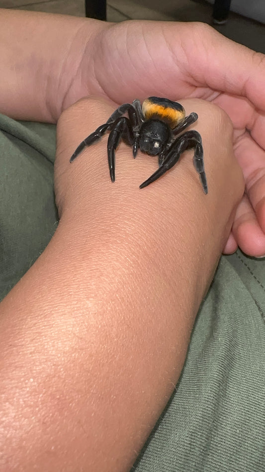 Eresus Walckenaeri Orange Ring( Velvet Spider)