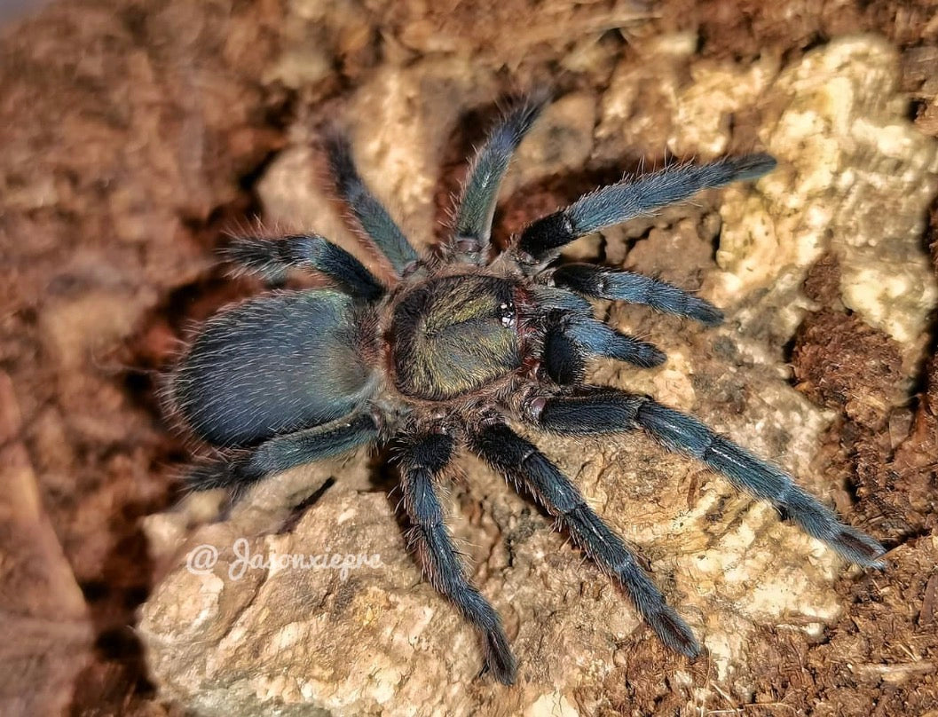 Chaetopelma Olivaceum (Middle East Black Tarantula)