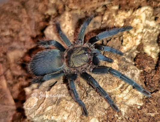 Chaetopelma Olivaceum (Middle East Black Tarantula)