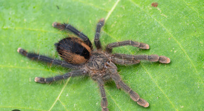 Avicularia Hirschii