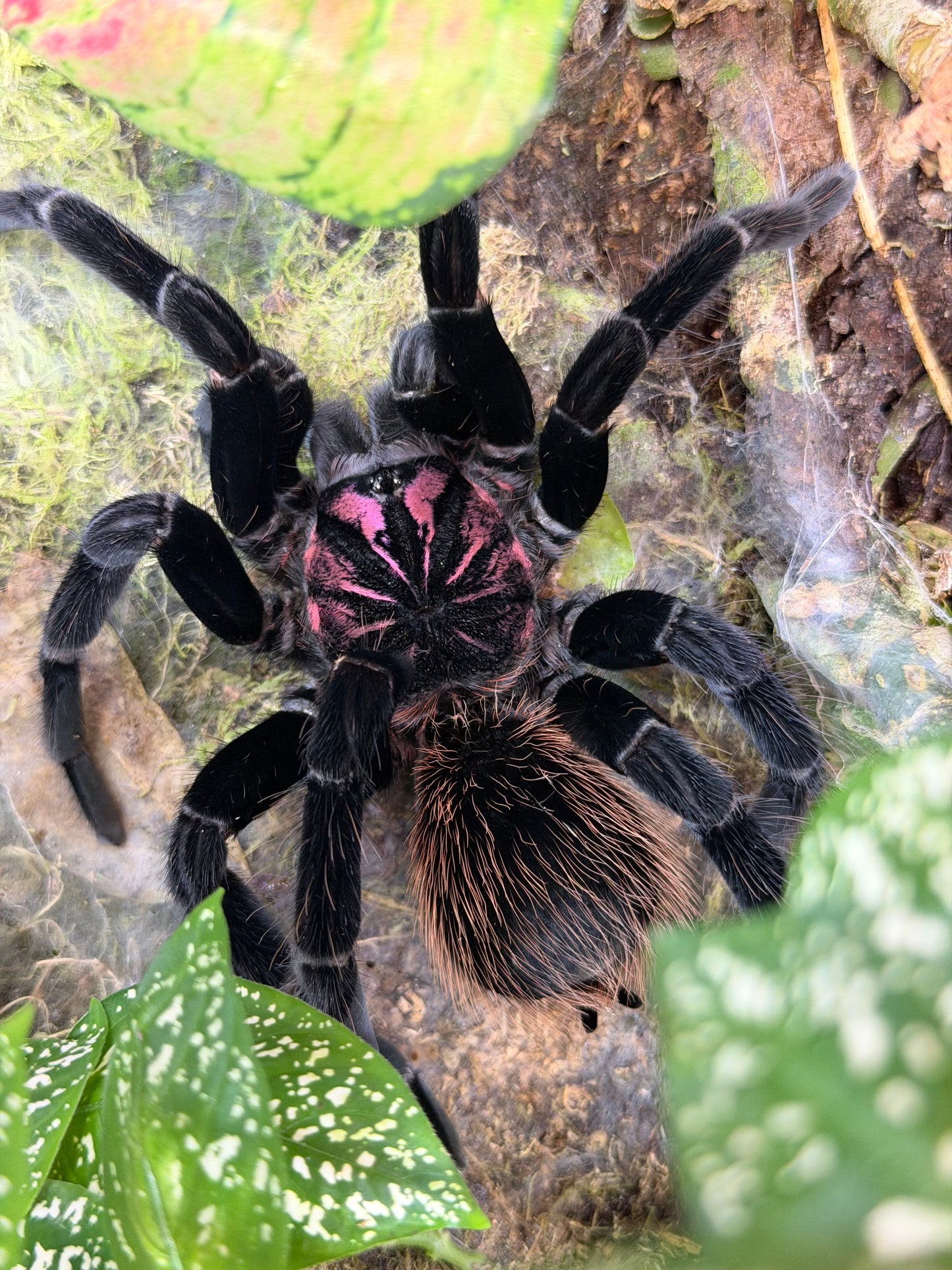 Xenesthis Intermedia (Amazon Blue Bloom)