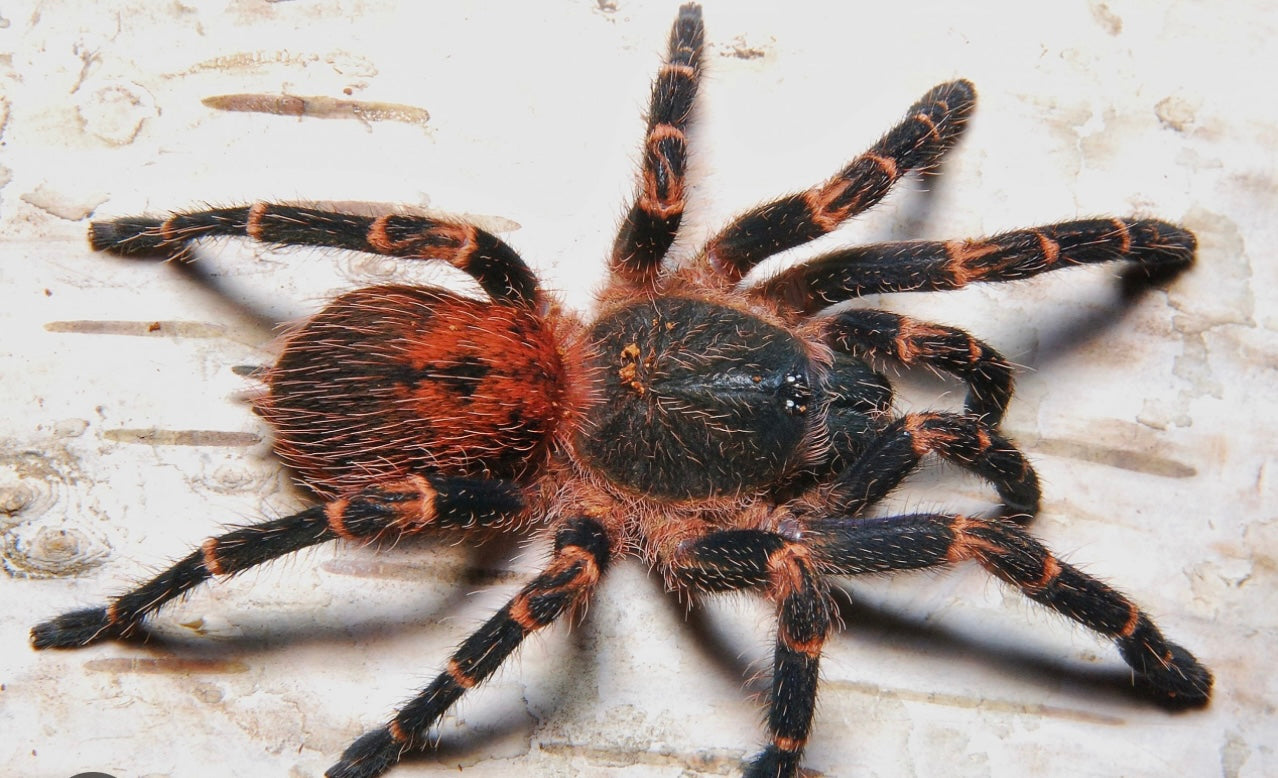 Ami sp. Panama (Gold Banded Sunburst Dwarf Tarantula