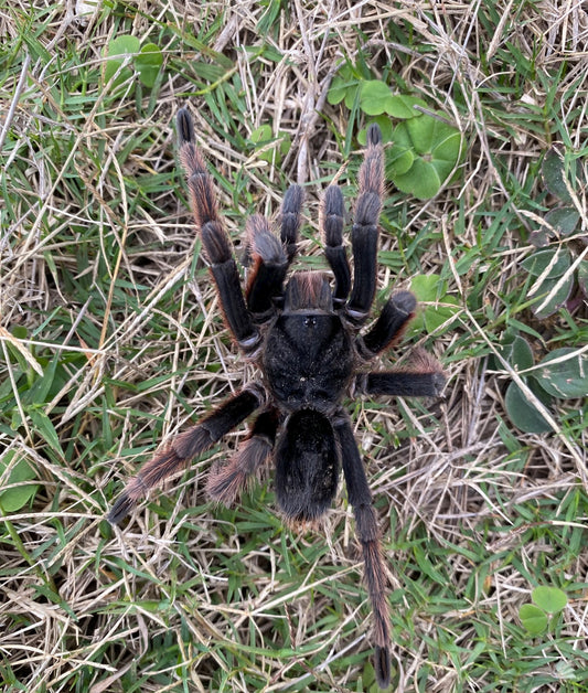 Grammostola Anthracina (Brazilian Giant Tawny Red)