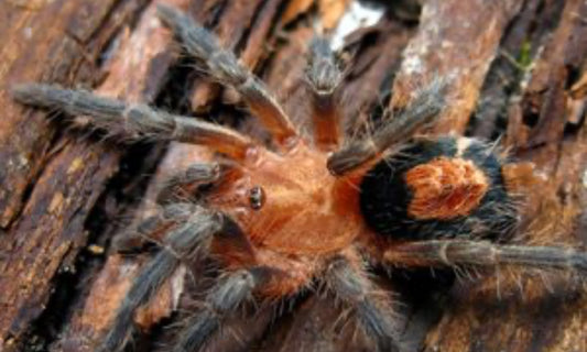 Cyriocosmus Perezmilesi (Bolivian Dwarf Beauty)