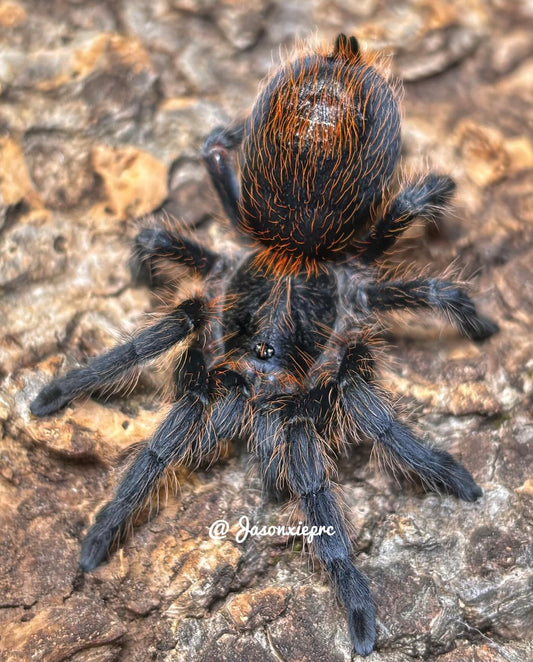Plesiopelma longisternale