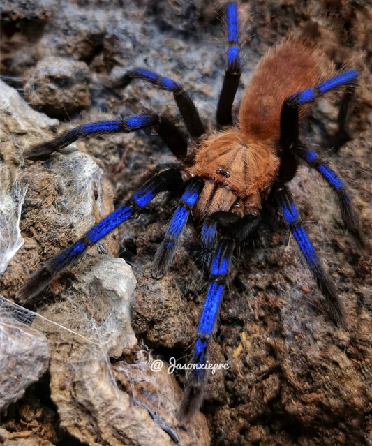 Birupes simoroxigorum