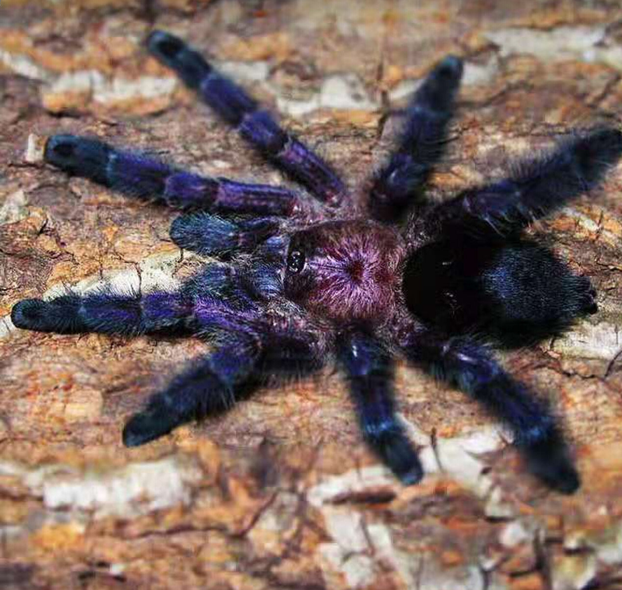 Avicularia sp Ecuador