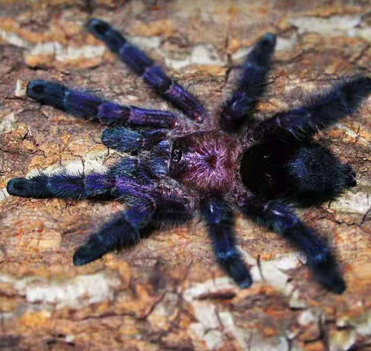 Avicularia sp Ecuador