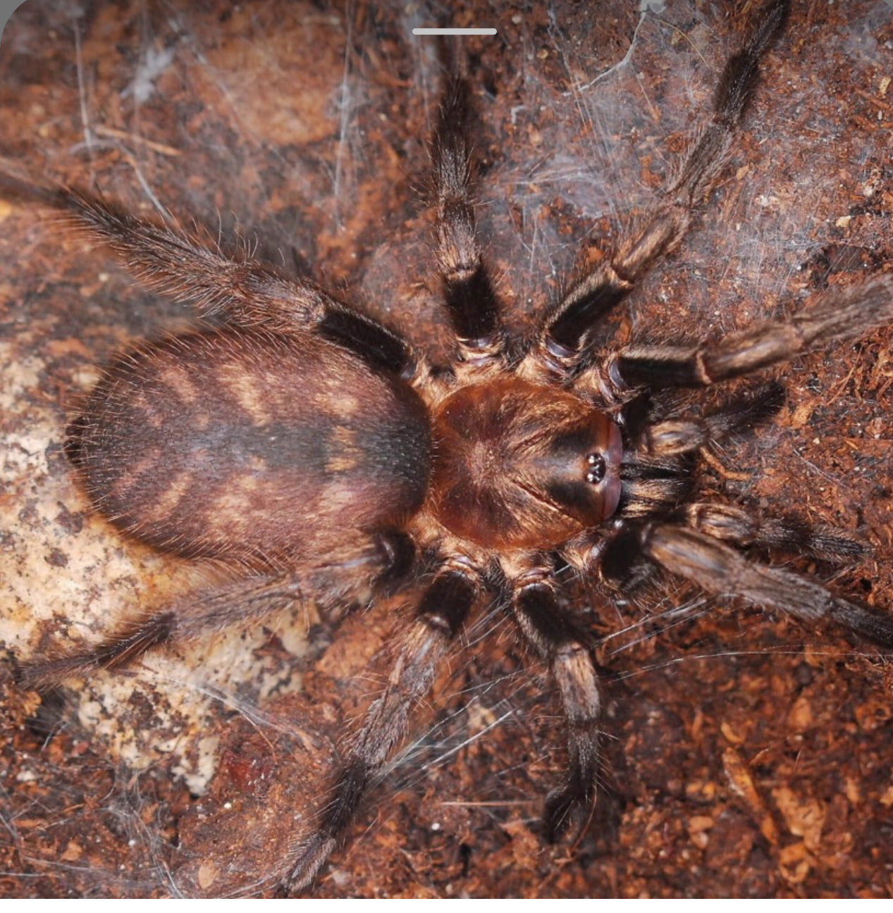 Acanthogonathus Pissi