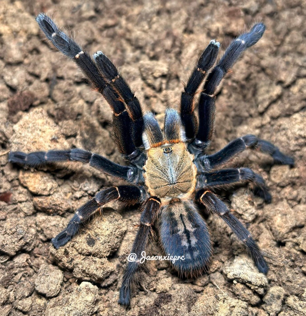 Cyriopagopus sp. Bach Ma ( Bach Ma Earth Tiger)
