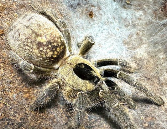 Ceratogyrus Brachycephalus wf