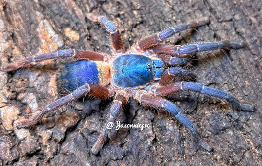 Ornithoctoninae sp Hon Sej (Orange Violet)