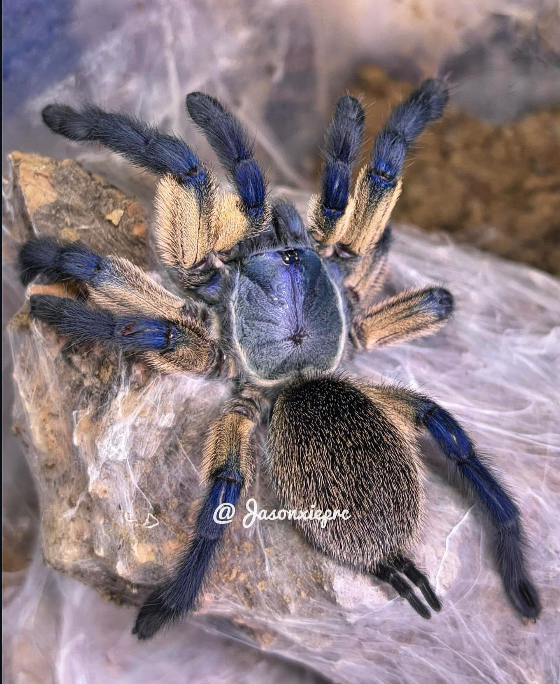 Monocentropus Balfouri (Socotra Island Blue Baboon)