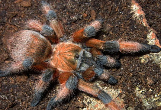 Aphonopelma Moderatum (Rio Grande Gold)